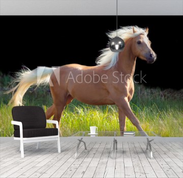 Picture of Galoping palomino welsh pony at black background